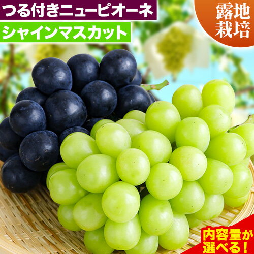 【先行予約】 岡山県産 つる付き！ニューピオーネ & シャインマスカット セット 露地栽培 内容量が選べる！【配送不可地域あり】ニューピオーネ シャインマスカット《9月上旬-10月下旬頃に出荷予定(土日祝除く)》 岡山県 矢掛町 晴王 ぶどう 詰め合わせ