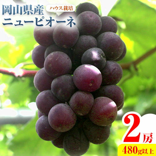 【先行予約】 岡山県産 ニューピオーネ 2房 480g以上 ハウス栽培 葡萄 果物 厳選出荷 スイーツ フルーツ デザート 岡山県矢掛町《7月上旬-8月下旬に出荷予定(土日祝除く)》 種なしぶどう 【配送不可地域あり】