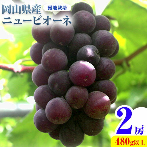 【先行予約】 岡山県産 ニューピオーネ 2房 480g以上 露地栽培 葡萄 果物 厳選出荷 スイーツ フルーツ デザート 岡山県矢掛町《9月中旬-10月下旬頃に出荷予定(土日祝除く)》 種なしぶどう 【配送不可地域あり】