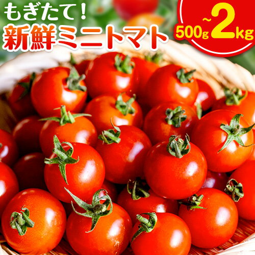 ミニトマト 選べる 内容量 500g 1kg 2kg 出原農園 《1月上旬-5月末頃出荷》 岡山県 矢掛町 野菜 ミニトマト もぎたて 新鮮