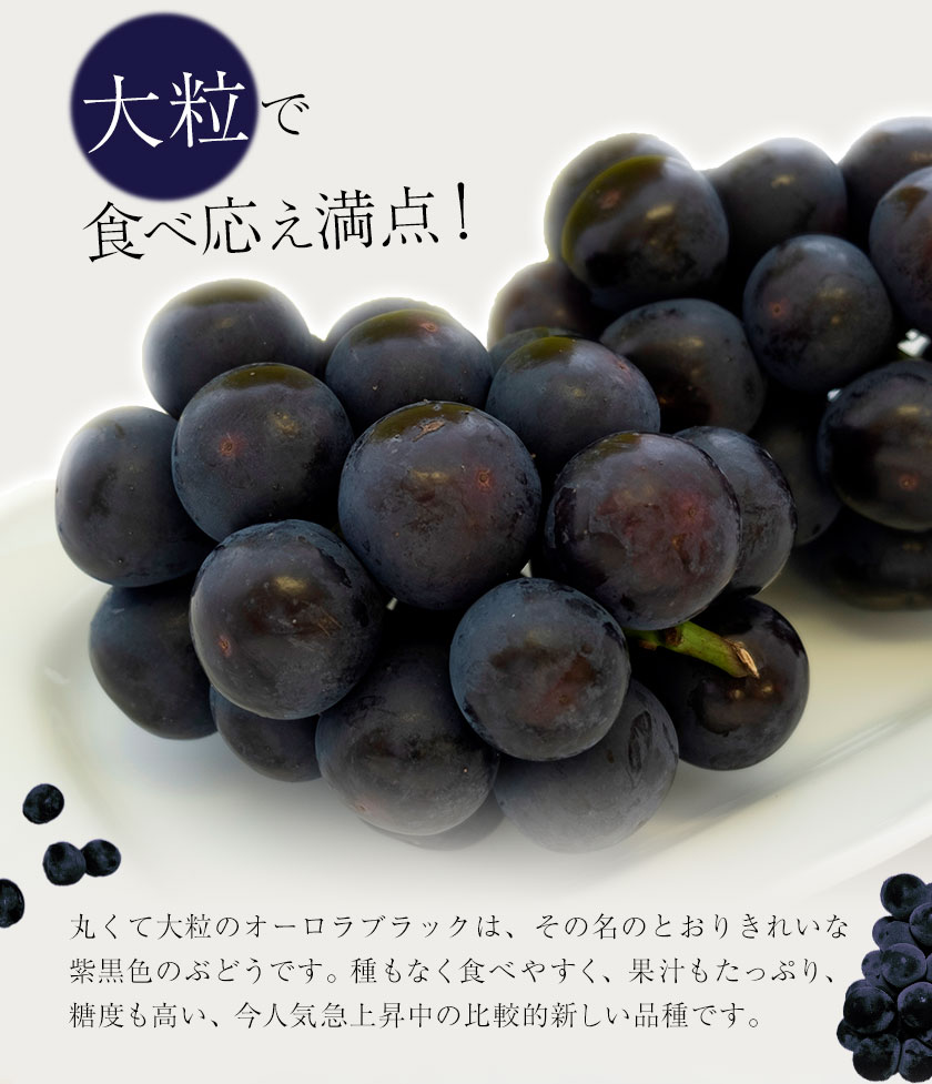 【ふるさと納税】【2026年発送先行予約】ご家庭用 岡山県産 オーロラブラック 1.2kg 2-3房 晴れの国おかやま館 《2026年9月上旬-9月下旬頃出荷》岡山県 矢掛町 葡萄 ぶどう 果物 スイーツ フルーツ デザート【配送不可地域あり】（離島） サムネイル3