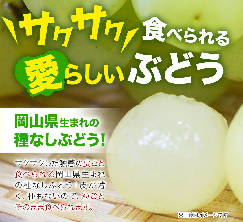 【ふるさと納税】【2026年発送先行予約】岡山県産 桃太郎ぶどう 1.3kg 2房-3房 晴れの国おかやま館 《2026年9月上旬-9月下旬頃出荷》岡山県 矢掛町 葡萄 ぶどう 果物 スイーツ フルーツ デザート【配送不可地域あり】（離島） サムネイル3