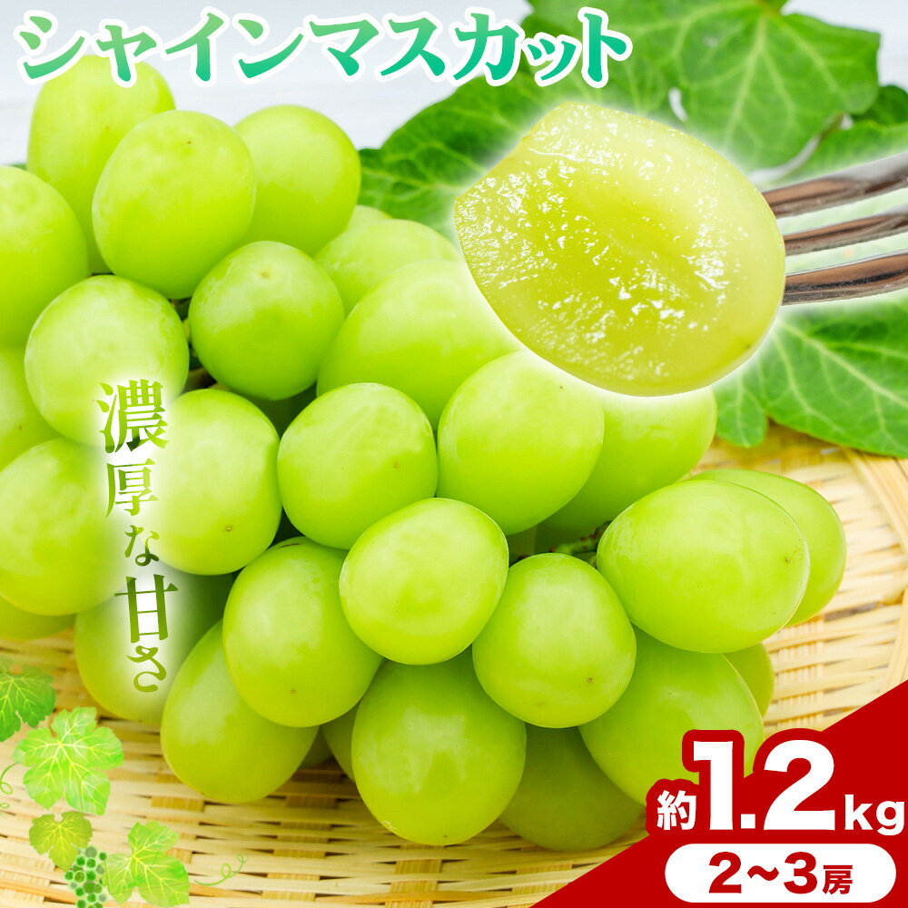 【2026年発送先行予約】ご家庭用 岡山県産 シャインマスカット 1.2kg 2房 3房 晴れの国おかやま館 《2026年9月上旬-10月上旬頃出荷》岡山県 矢掛町 葡萄 マスカット 果物 スイーツ フルーツ デザート【配送不可地域あり】（離島）