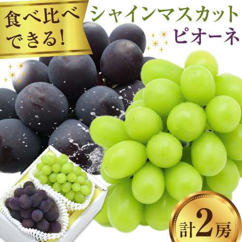 【2026年発送先行予約】シャインマスカット・ピオーネ詰め合わせ 約1.0kg マスカット 葡萄 ブドウ ぶどう ピオーネ フルーツ セット 晴れの国おかやま館 《2026年8月下旬-9月中旬頃出荷》 フルーツ 果物 果実 岡山県 矢掛町