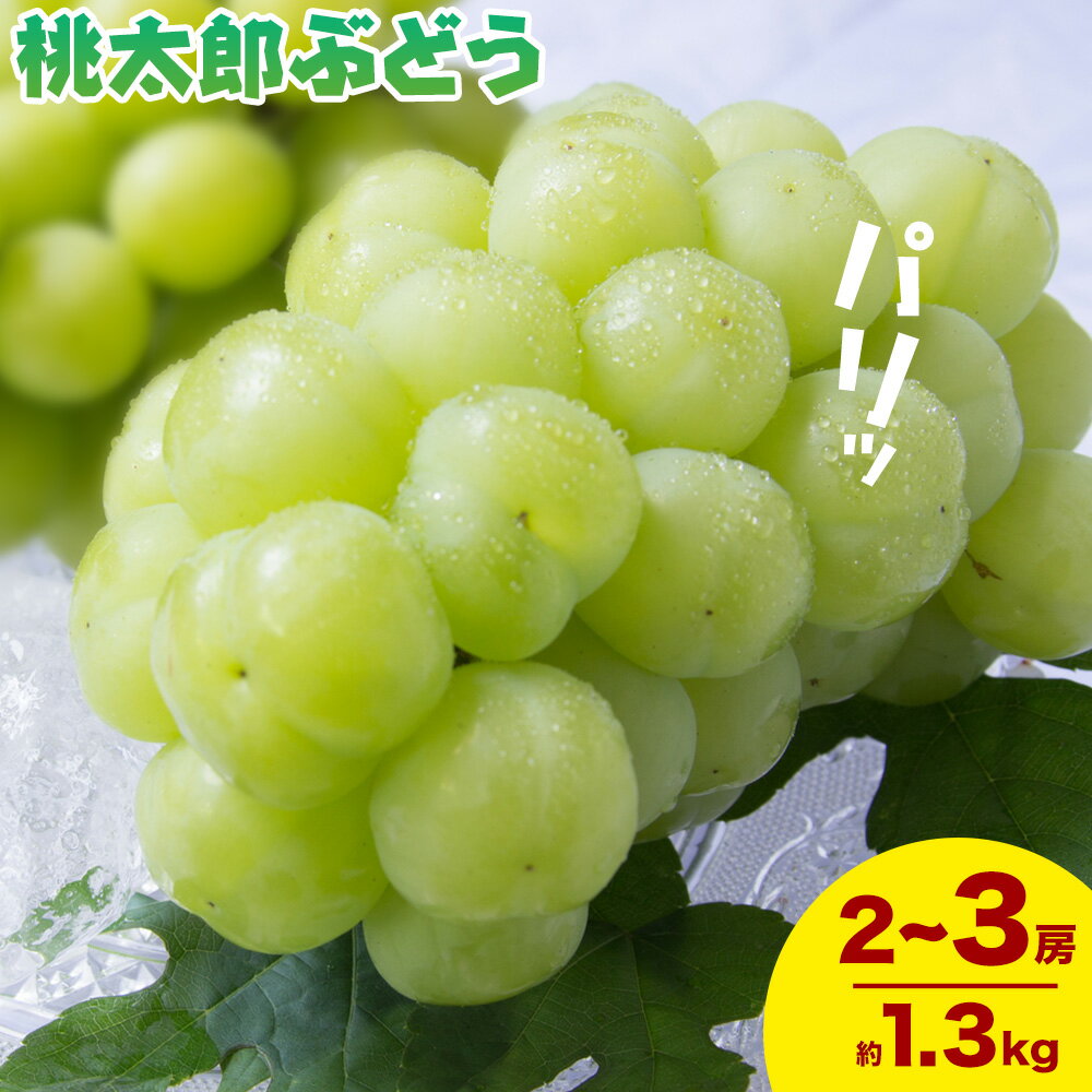 【2026年発送先行予約】岡山県産 桃太郎ぶどう 1.3kg 2房-3房 晴れの国おかやま館 《2026年9月上旬-9月下旬頃出荷》岡山県 矢掛町 葡萄 ぶどう 果物 スイーツ フルーツ デザート【配送不可地域あり】（離島）