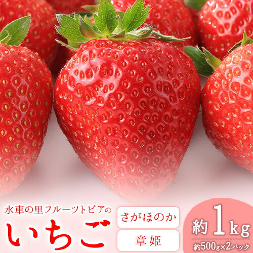 やかげの いちご ギフト セット(さがほのか・章姫) 約1kg(約500g×2P)《1月中旬-2月末頃出荷》水車の里フルーツトピア岡山県矢掛町産 苺 果物 フルーツ