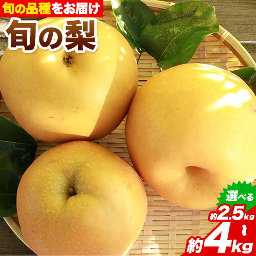 【先行予約】秀品 岡山県産 旬の 梨 約2.5kg 2~6玉前後 約4kg 3〜10玉前後 梨 秀品 新高 愛宕 スイーツ フルーツ デザート 旬 岡山県矢掛町《9月上旬-1月末頃に出荷予定》
