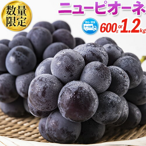 岡山県産 ニューピオーネ 約1.2kg or 約600g 2房 1房 葡萄 果物 秀品 スイーツ フルーツ デザート 秋旬 岡山県矢掛町《8月下旬〜10月中旬頃に出荷予定(土日祝除く)》