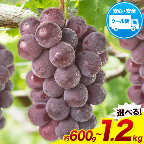 【ふるさと納税】【先行予約】岡山県産 ニューピオーネ 選べる 約600g(1房) 約1.2kg(2房) 葡萄 果物 秋旬 訳あり 優品 厳選出荷 スイーツ フルーツ デザート 岡山県矢掛町《2025年9月上旬〜11月上旬頃に出荷予定(土日祝除く)》数量限定 2025