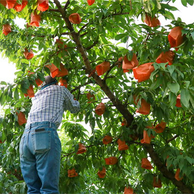 【ふるさと納税】岡山県産「清水白桃」約3kg|7月中旬頃～順次発送【配送不可地域：離島】【1488992】 サムネイル3