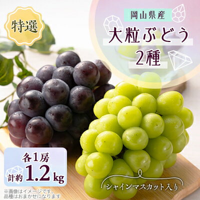 1062.【先行予約】特選大粒ぶどう2種セット(シャインマスカット入り)10月初旬〜12月発送予定【1488998】