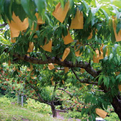 【ふるさと納税】岡山県産「おかやま夢白桃」約3kg|2026年7月下旬以降発送予定【1489035】 サムネイル2