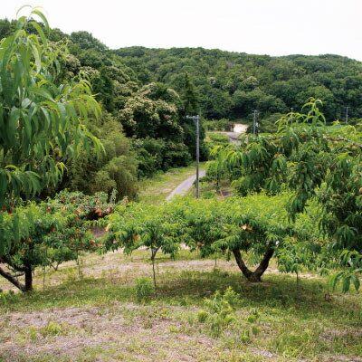 【ふるさと納税】岡山県産「おかやま夢白桃」約3kg|2026年7月下旬以降発送予定【1489035】 サムネイル3