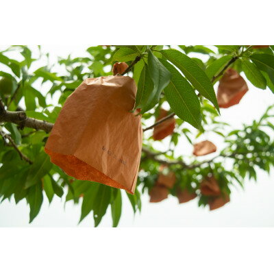 【ふるさと納税】岡山県産「おかやま夢白桃」約1kg|2026年7月下旬以降順次発送予定【1516920】 サムネイル3