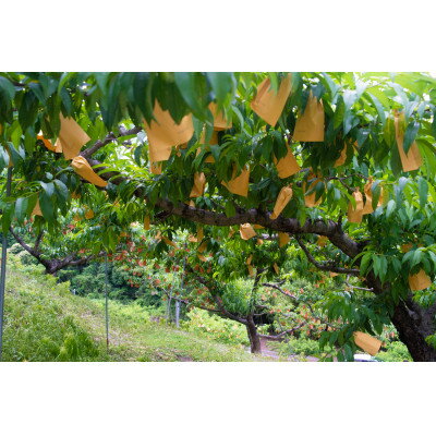 【ふるさと納税】岡山県産「白鳳」約1kg|2026年7月中旬以降順次発送予定【1516929】 サムネイル2