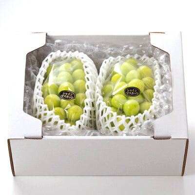 【ふるさと納税】1065.【先行予約】特選大粒シャインマスカット2〜4房(10月初旬〜12月下旬頃発送予定)【1516936】 サムネイル3