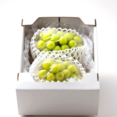 【ふるさと納税】1066.【先行予約】訳あり大粒シャインマスカット2〜4房(10月初旬〜12月下旬頃発送予定)【1516937】 サムネイル3