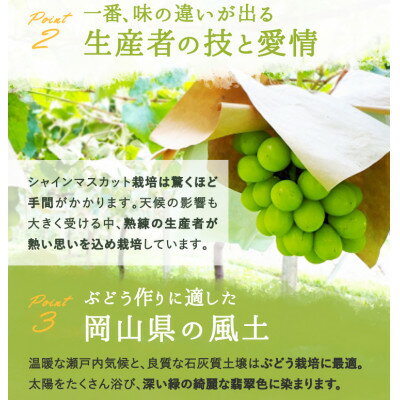 【ふるさと納税】岡山県産 シャインマスカット『晴王』2房(1房480g以上) 化粧箱入り【配送不可地域：離島】【1546682】 サムネイル3