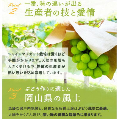 【ふるさと納税】岡山県産 シャインマスカット『晴王』1房(800g以上) 化粧箱入り【配送不可地域：離島】【1546683】 サムネイル3