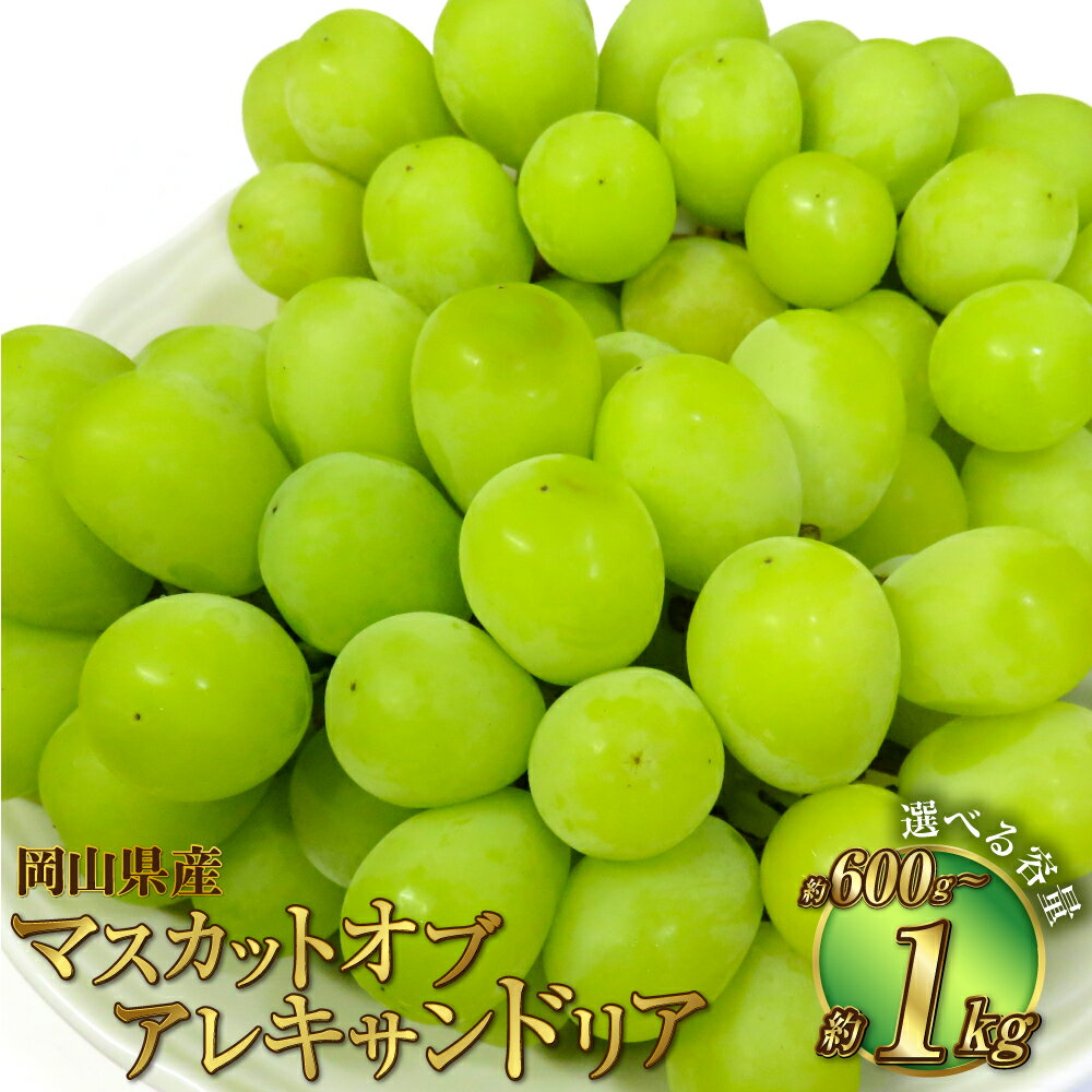 【選べる容量】岡山県産 マスカットオブアレキサンドリア 約600g～約1kg 9800円 ～ 15000円 9800円 ～ 1万5000円 マスカット ぶどう ブドウ 葡萄 果物 くだもの フルーツ 冷蔵 お取り寄せ 国産 岡山県 奈義町 送料無料 【2026年8月下旬～9月下旬迄発送予定】