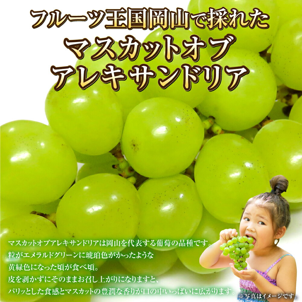 【ふるさと納税】【選べる容量】岡山県産 マスカットオブアレキサンドリア 約600g～約1kg 9800円 ～ 15000円 9800円 ～ 1万5000円 マスカット ぶどう ブドウ 葡萄 果物 くだもの フルーツ 冷蔵 お取り寄せ 国産 岡山県 奈義町 送料無料 【2026年8月下旬～9月下旬迄発送予定】 サムネイル2