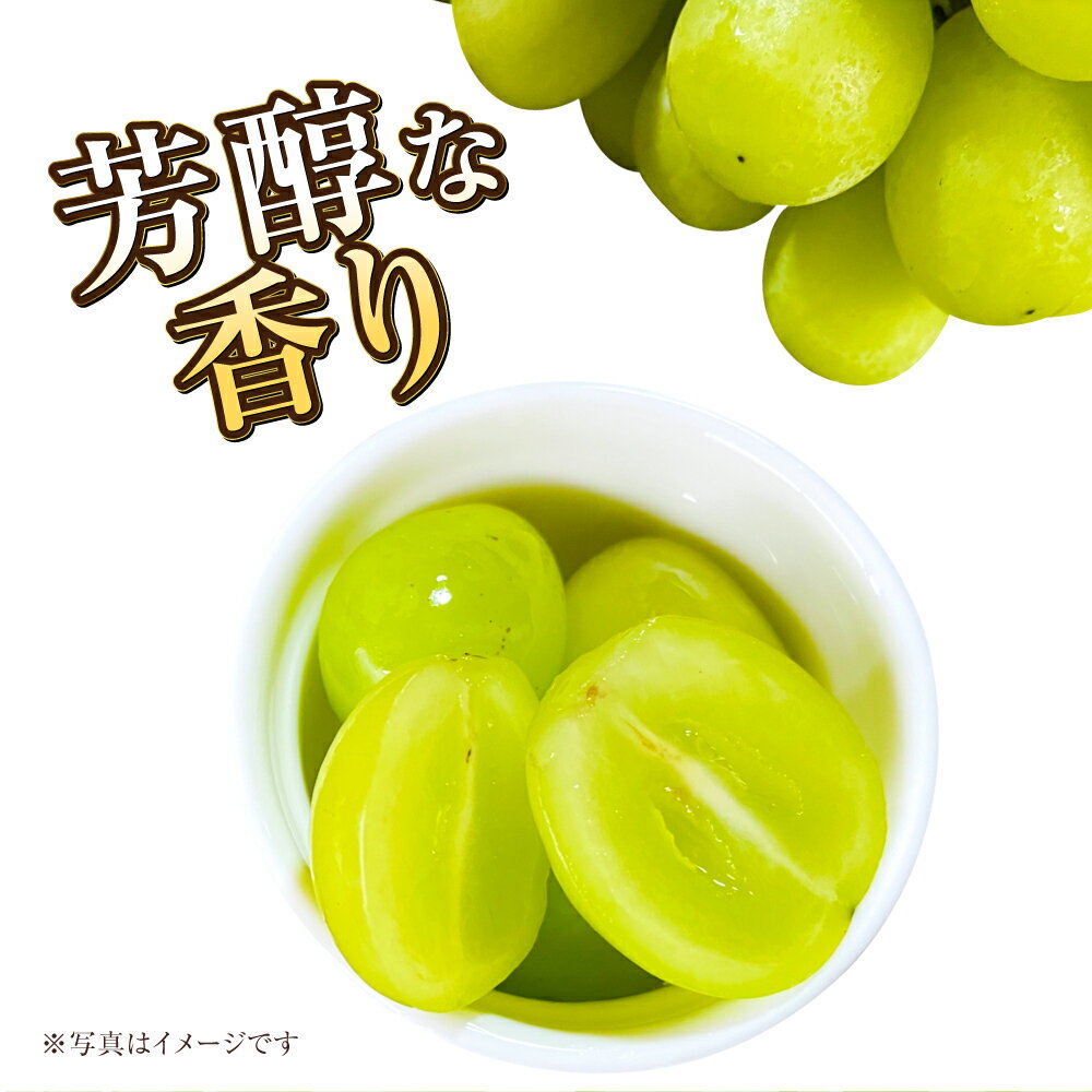 【ふるさと納税】【選べる容量】岡山県産 マスカットオブアレキサンドリア 約600g～約1kg 9800円 ～ 15000円 9800円 ～ 1万5000円 マスカット ぶどう ブドウ 葡萄 果物 くだもの フルーツ 冷蔵 お取り寄せ 国産 岡山県 奈義町 送料無料 【2026年8月下旬～9月下旬迄発送予定】 サムネイル3