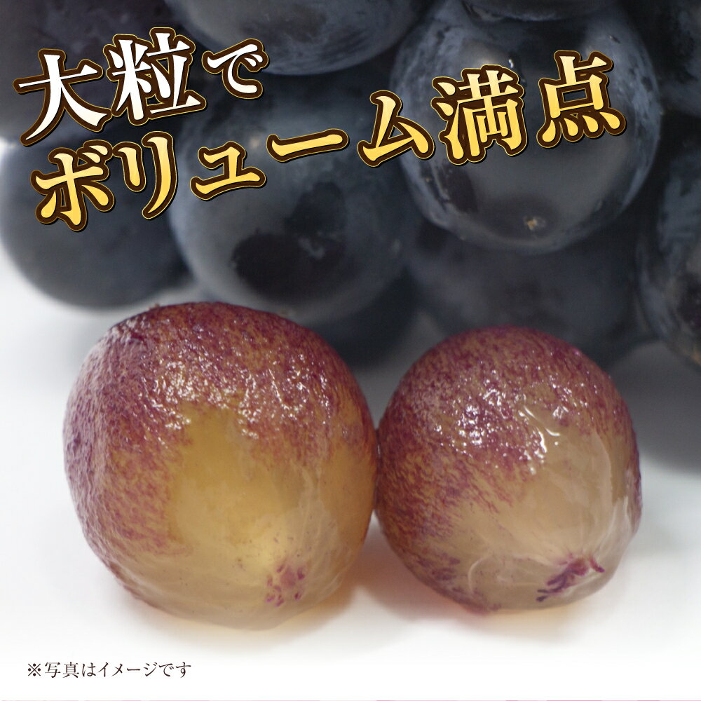 【ふるさと納税】【選べる容量】岡山県産 ブラックビート 約600g～約2kg ぶどう ブドウ 葡萄 果物 くだもの フルーツ 黒ぶどう お取り寄せ 冷蔵 おかやま 岡山県 奈義町 送料無料 【2026年8月上旬～9月上旬発送予定】 サムネイル3