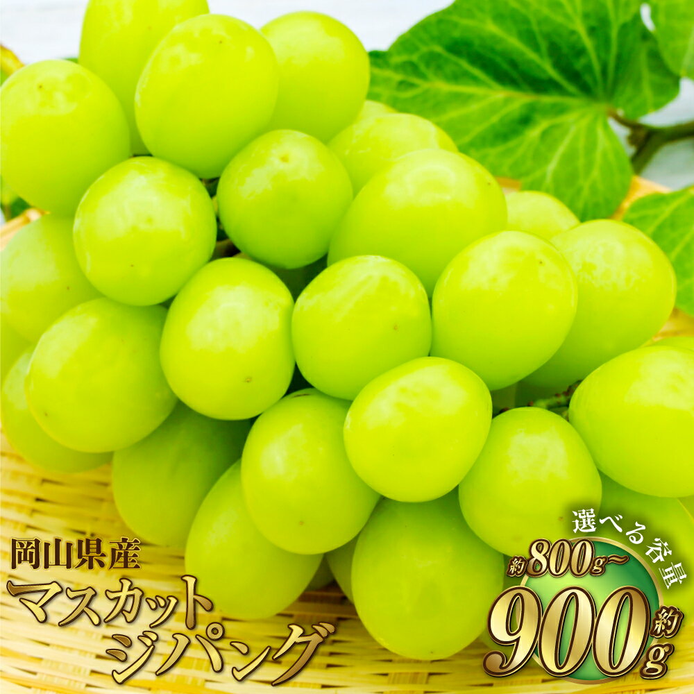 【選べる容量】岡山県産 マスカットジパング 約800g または 約900g マスカット ぶどう ブドウ 葡萄 種無し 種なし 果物 くだもの フルーツ お取り寄せ 冷蔵 おかやま 岡山県 奈義町 送料無料【2026年7月下旬～8月下旬発送予定】