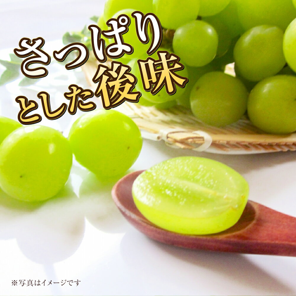 【ふるさと納税】【選べる容量】岡山県産 マスカットジパング 約800g または 約900g マスカット ぶどう ブドウ 葡萄 種無し 種なし 果物 くだもの フルーツ お取り寄せ 冷蔵 おかやま 岡山県 奈義町 送料無料【2026年7月下旬～8月下旬発送予定】 サムネイル3