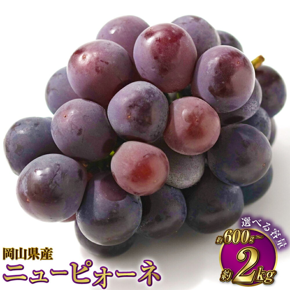 【選べる容量】岡山県産 ニューピオーネ 約600g～約2kg 葡萄 ピオーネ ぶどう ブドウ 果物 くだもの フルーツ お取り寄せ 贈り物 ギフト 冷蔵 おかやま 岡山県 奈義町 送料無料 【2026年6月下旬～7月下旬発送予定】