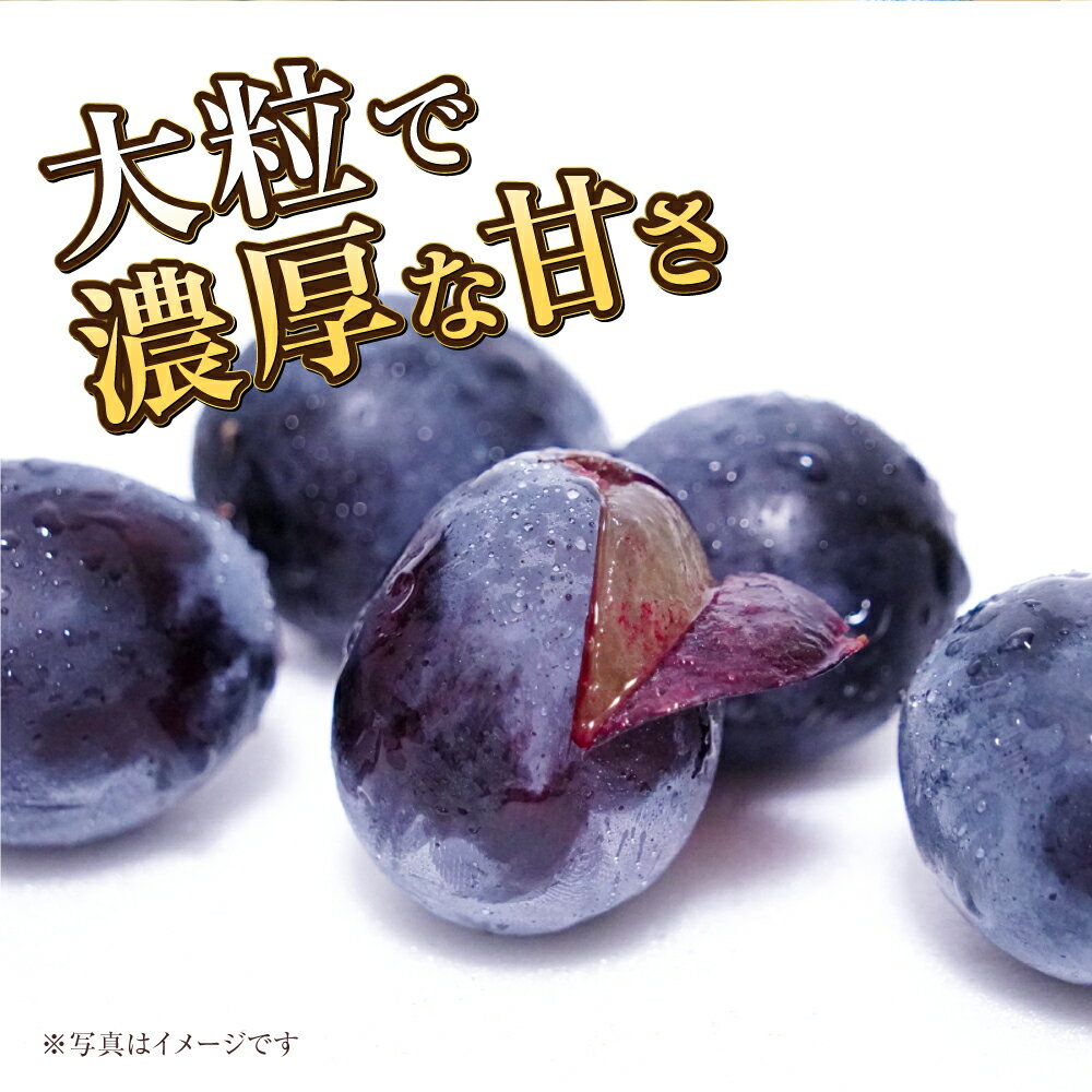 【ふるさと納税】【選べる容量】岡山県産 ニューピオーネ 約600g～約2kg 葡萄 ピオーネ ぶどう ブドウ 果物 くだもの フルーツ お取り寄せ 贈り物 ギフト 冷蔵 おかやま 岡山県 奈義町 送料無料 【2026年6月下旬～7月下旬発送予定】 サムネイル3
