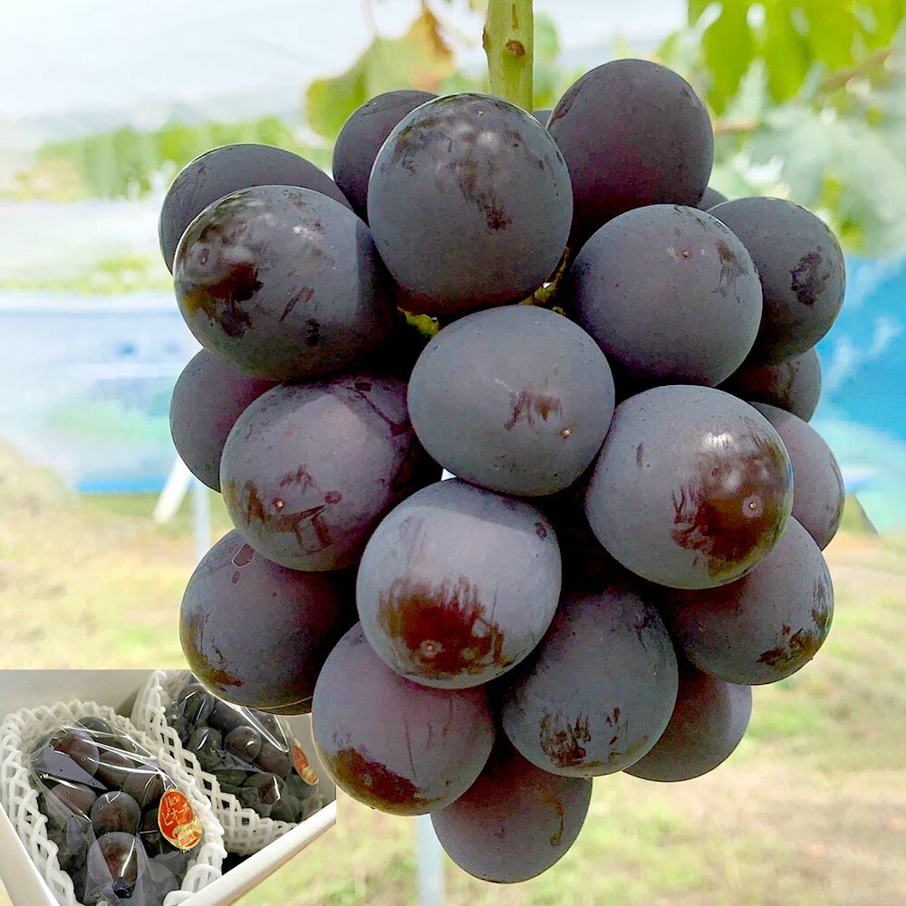 ＜選べる内容量＞2026年 先行予約 ニューピオーネ 2房：合計1.2kg以上・3～4房：合計2kg以上 ぶどう ブドウ 葡萄 フルーツ 果物 果実 ギフト 河本農園 冷蔵 岡山県産 国産 岡山県 奈義町 送料無料 【2026年8月下旬発送予定】