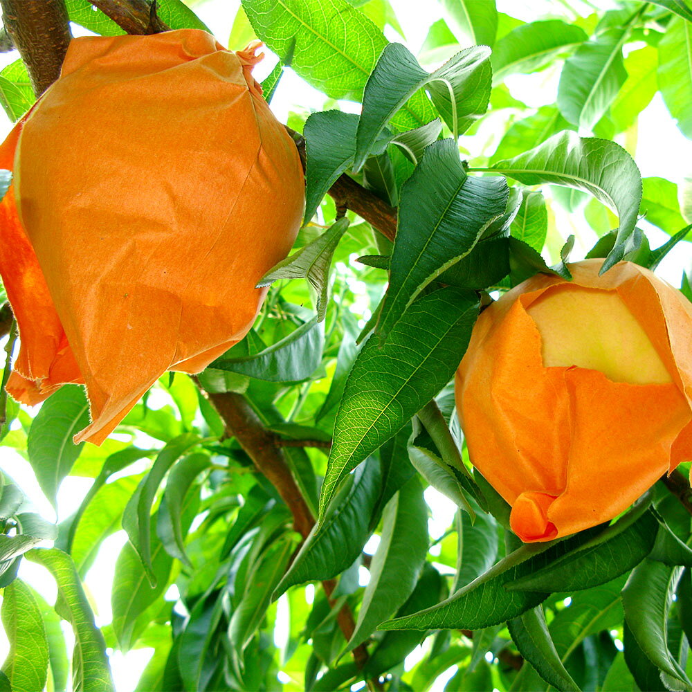 【ふるさと納税】桃 ぶどう 2026年 先行予約 岡山白桃（5玉）・シャインマスカット（2房） 詰め合わせ セット 合計2.7kg以上 もも 葡萄 くだもの 果物 果実 フルーツ 環山堂 ギフト 贈答 冷蔵 岡山県産 国産 岡山県 奈義町 送料無料 【2026年7月上旬～8月上旬 発送予定】 サムネイル3