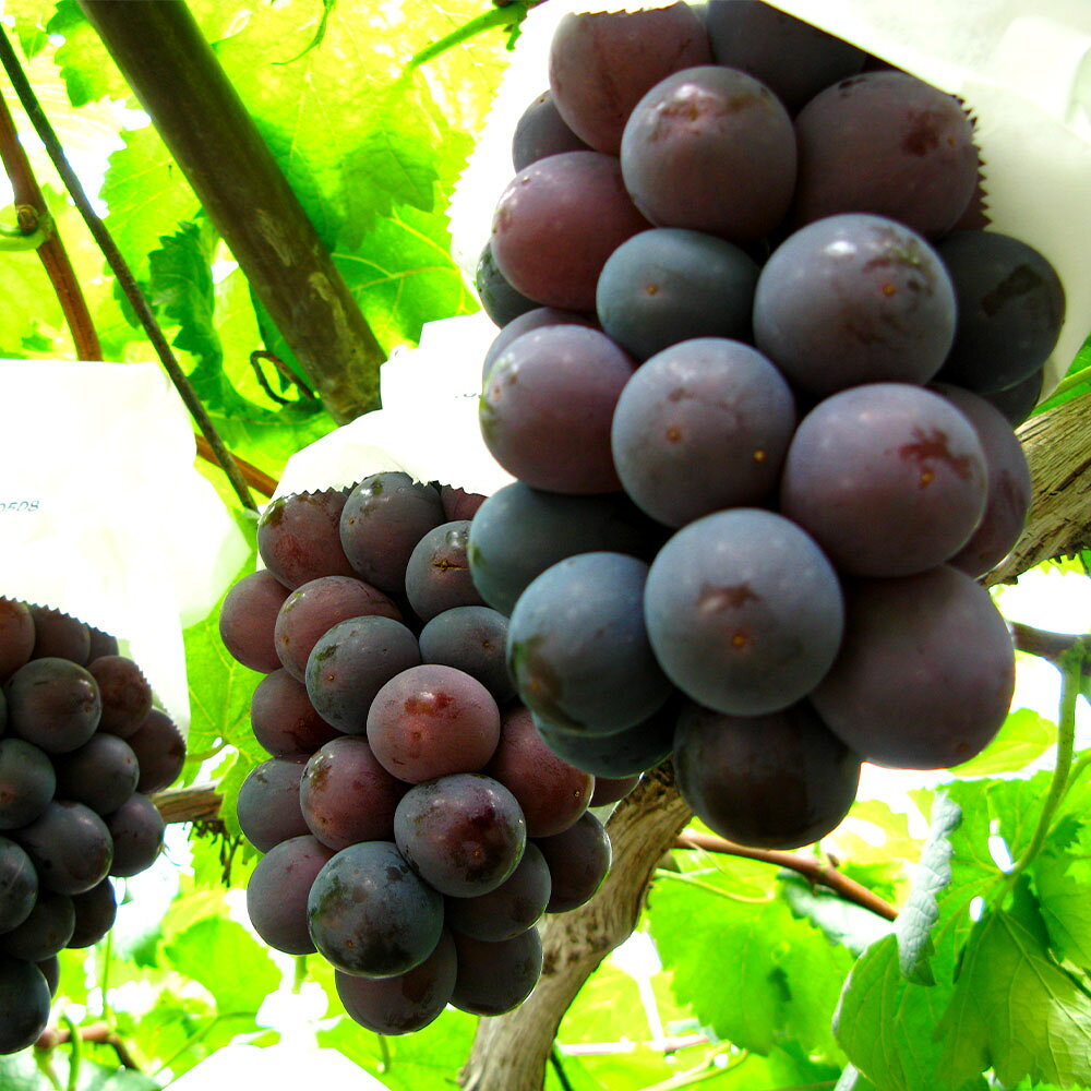 【ふるさと納税】ぶどう 2026年 先行予約 ニューピオーネ 1房 600g以上 ブドウ 葡萄 くだもの 果物 果実 フルーツ 環山堂 ギフト 贈答 冷蔵 岡山県産 国産 岡山県 奈義町 送料無料 【2026年8月下旬～9月下旬 発送予定】 サムネイル3