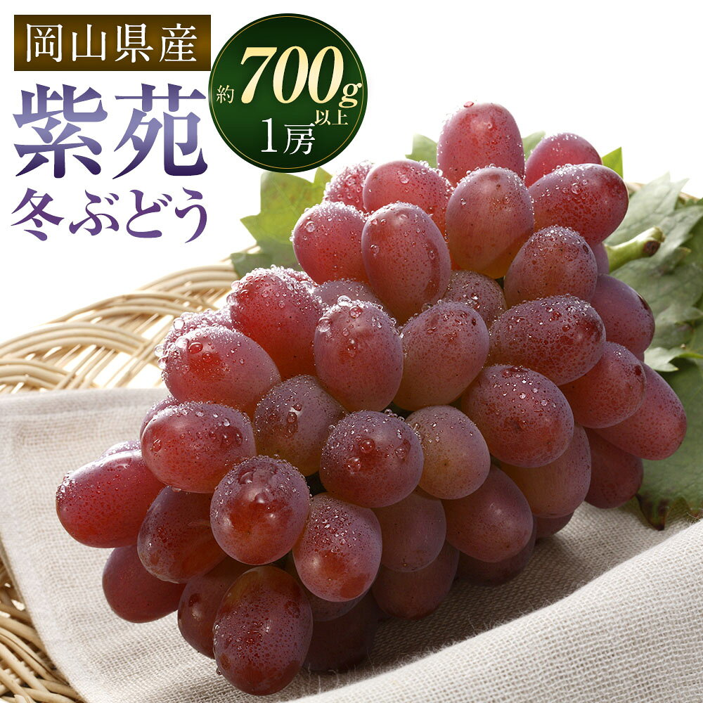 冬 ぶどう 2026年 先行予約 紫苑 1房 700g以上 環山堂 岡山県 ブドウ 葡萄 種なし くだもの 果物 果実 フルーツ 環山堂 冷蔵 岡山県産 国産 岡山県 奈義町 送料無料 【2026年10月下旬～11月下旬 発送予定】