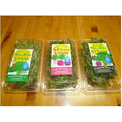 ブロッコリースプラウト　40g×10パック【配送不可地域：離島】【1701975】