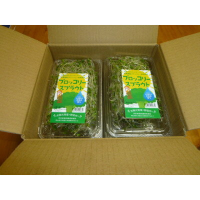 【ふるさと納税】ブロッコリースプラウト　40g×10パック【配送不可地域：離島】【1701975】 - 画像2