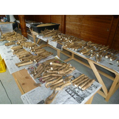 【ふるさと納税】自然薯　600g【1701983】 - 画像3