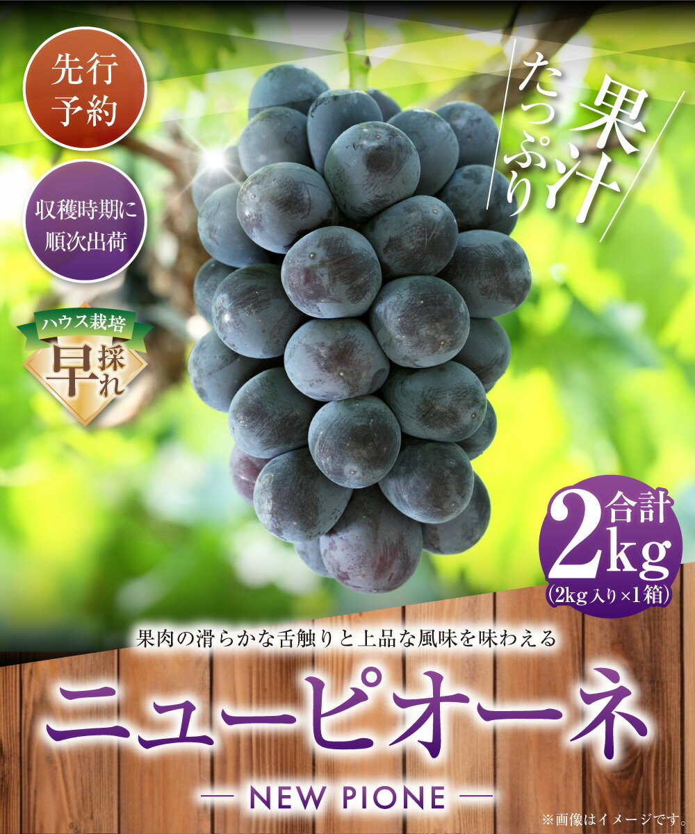 【ふるさと納税】ニューピオーネ 早採れ ハウス栽培 約2kg 種無し ぶどう ブドウ 葡萄 グレープ 大粒 フルーツ 果実 果物 くだもの デザート 高級 旬 先行予約 季節限定 岡山県産 国産 岡山県 美咲町 送料無料【2026年7月上旬-7月下旬発送予定】 サムネイル2