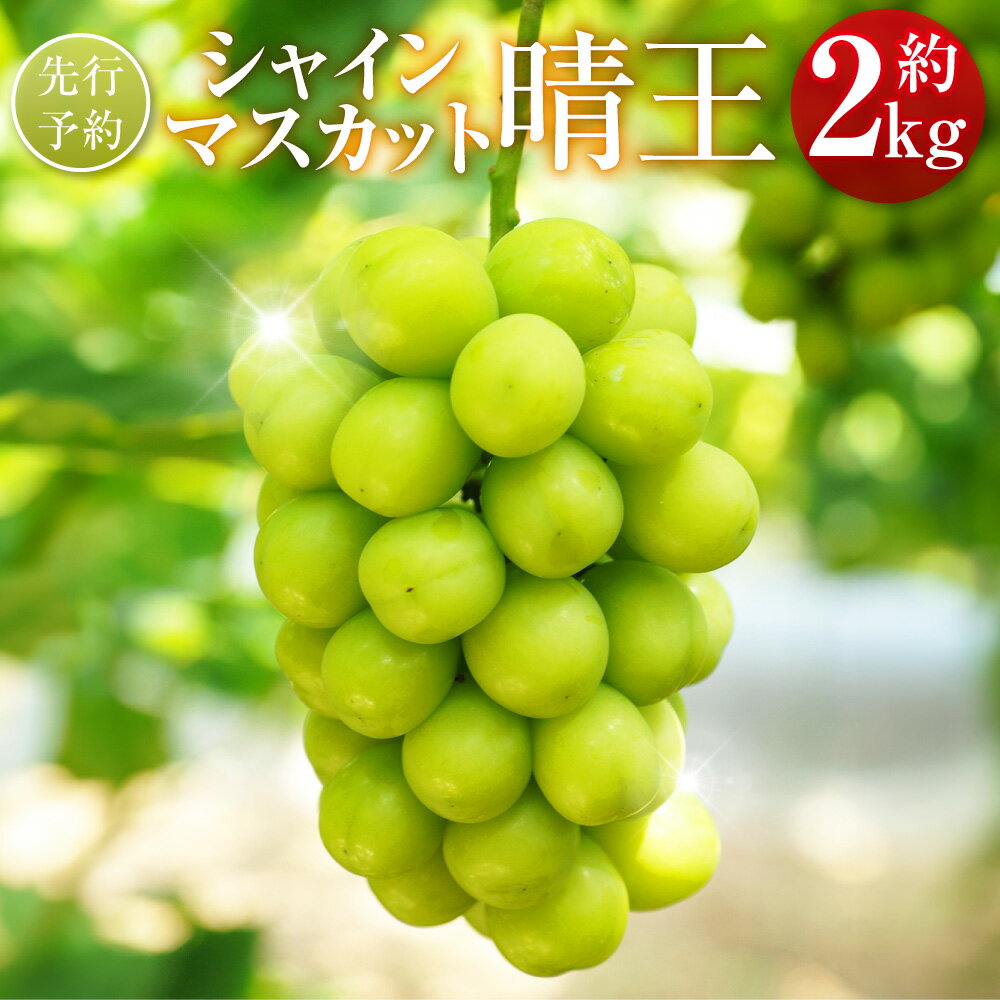 シャインマスカット 晴王 約2kg 23000円 2万3000円 マスカット ぶどう ブドウ 葡萄 グレープ フルーツ 果物 デザート おやつ 種なし 皮ごと 高級 旬 先行予約 季節限定 岡山県 美咲町 冷蔵 【2026年9月下旬-10月下旬発送予定】 送料無料
