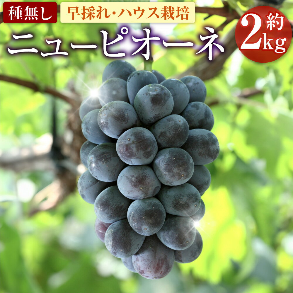 ニューピオーネ 早採れ ハウス栽培 約2kg 種無し ぶどう ブドウ 葡萄 グレープ 大粒 フルーツ 果実 果物 くだもの デザート 高級 旬 先行予約 季節限定 岡山県産 国産 岡山県 美咲町 送料無料【2026年7月上旬-7月下旬発送予定】