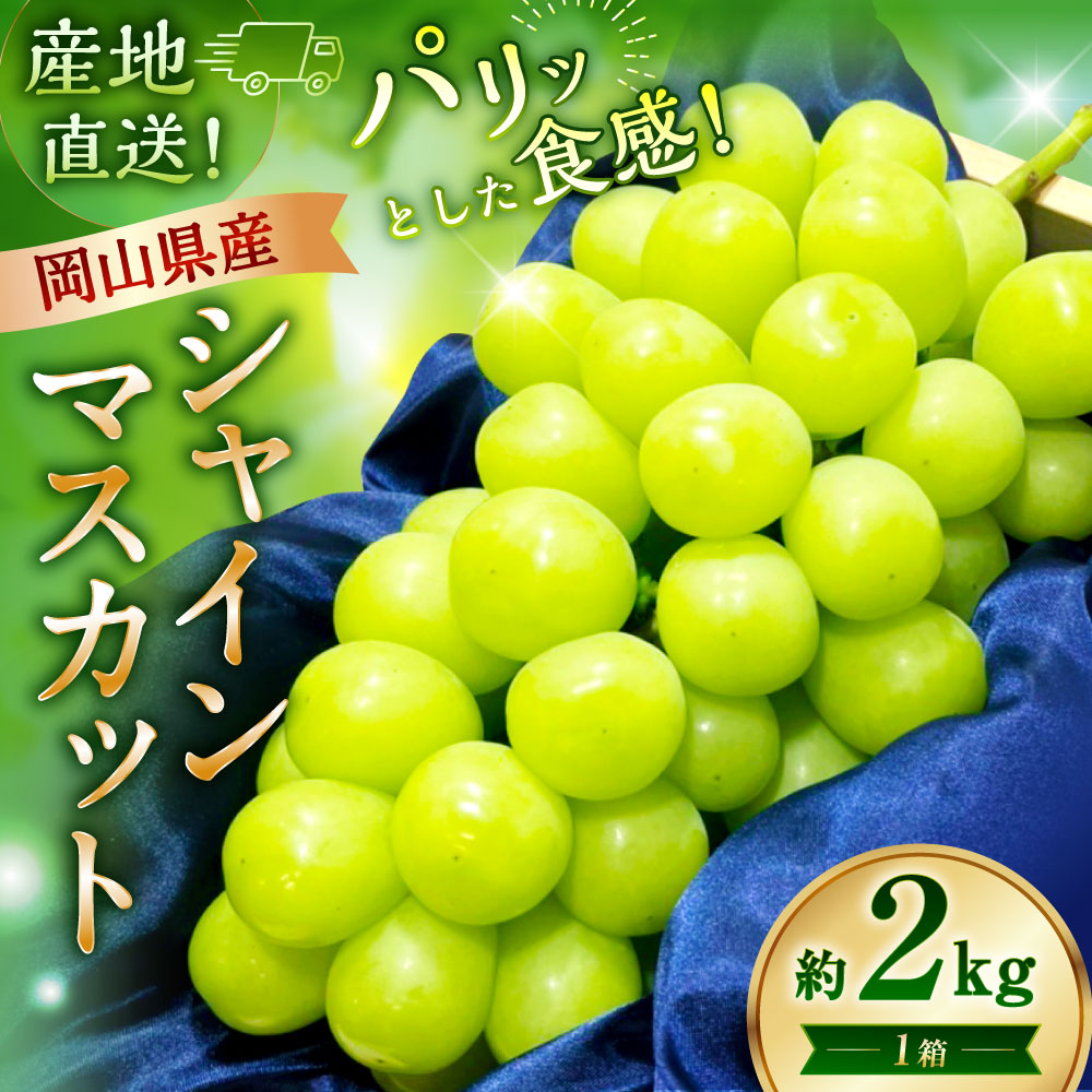 【ふるさと納税】【先行予約】岡山県産 シャインマスカット 約2kg 1箱 マスカット ぶどう ブドウ フルーツ 果実 くだもの 果物 お取り寄せ 常温 岡山県 美咲町 送料無料 【2026年9月下旬-10月下旬発送予定】 サムネイル2