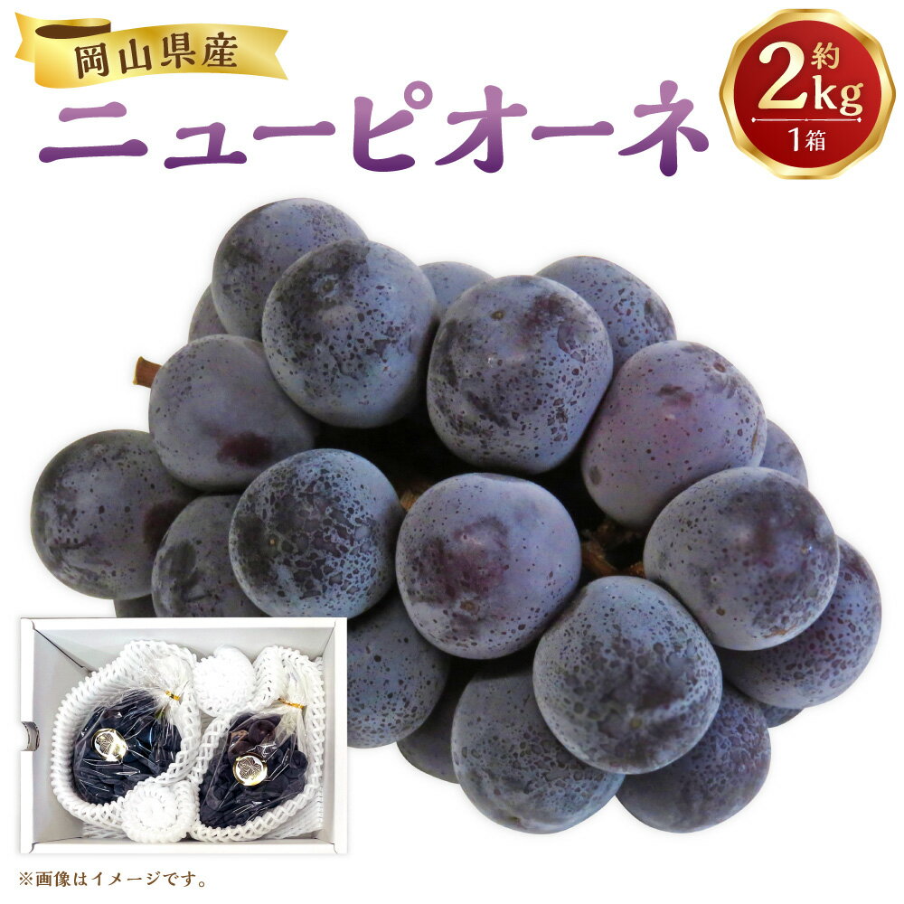 【先行予約】岡山県産 ニューピオーネ 約2kg 1箱 ぶどう ブドウ フルーツ 果実 くだもの 果物 お取り寄せ 常温 岡山県 美咲町 送料無料【2026年8月下旬-9月下旬発送予定】