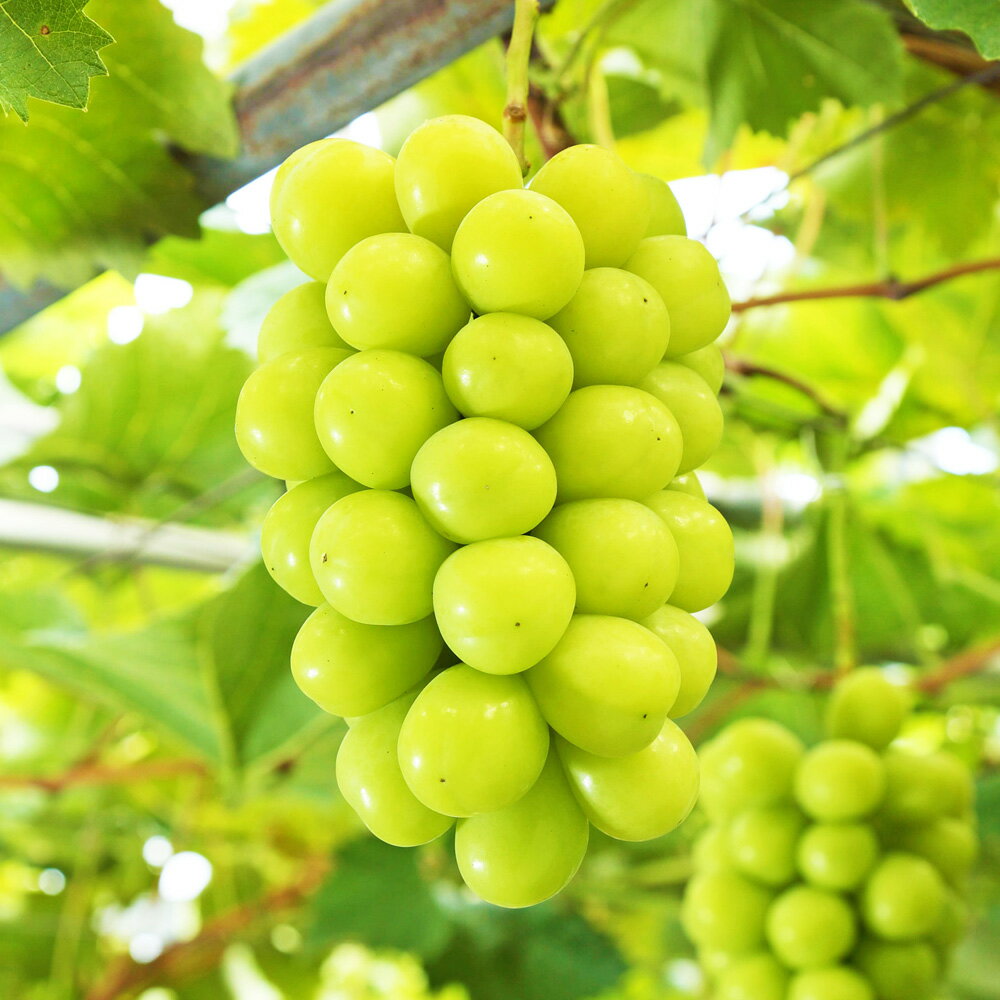 【ふるさと納税】岡山県産 ぶどう パック 詰合せ 2種 2パック 合計2房 約600g ニューピオーネ シャインマスカット 晴王 各1房 各300g セット ピオーネ マスカット 果物 フルーツ 詰め合わせ 食べ比べ 送料無料【2026年9月上旬～10月下旬発送予定】 サムネイル3