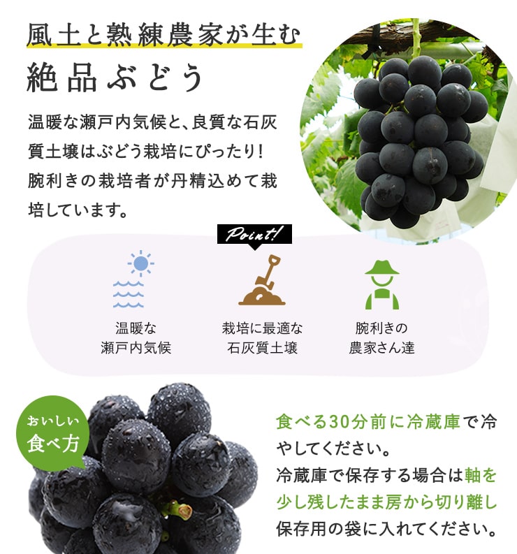 【ふるさと納税】ぼっけえ 大粒 ニューピオーネ 1房 800g以上 化粧箱入り ぶどう ブドウ 葡萄 くだもの 果物 果実 フルーツ デザート おやつ ギフト 贈答 国産 岡山県 美咲町 冷蔵 送料無料 【2026年9月上旬～10月上旬迄発送予定】 サムネイル2