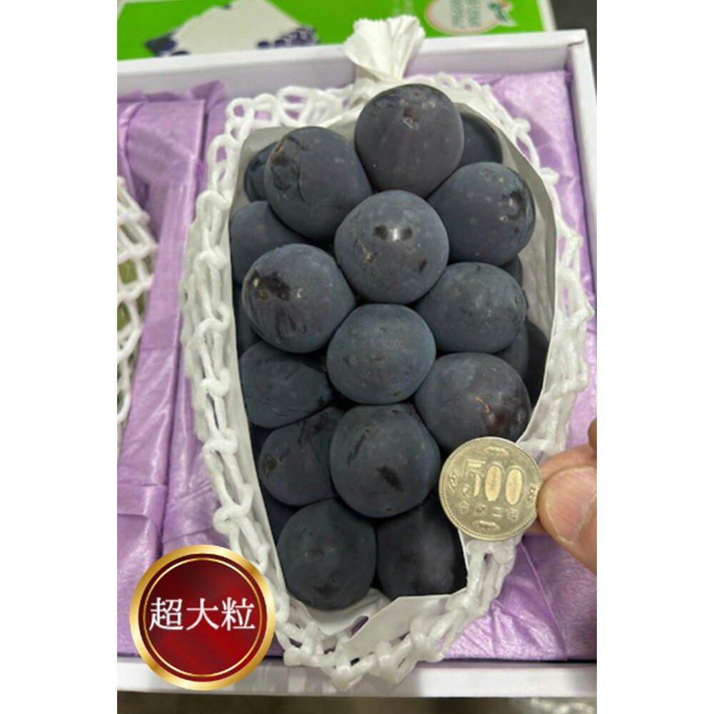 【ふるさと納税】ぼっけえ 大粒 ニューピオーネ 1房 800g以上 化粧箱入り ぶどう ブドウ 葡萄 くだもの 果物 果実 フルーツ デザート おやつ ギフト 贈答 国産 岡山県 美咲町 冷蔵 送料無料 【2026年9月上旬～10月上旬迄発送予定】 サムネイル3