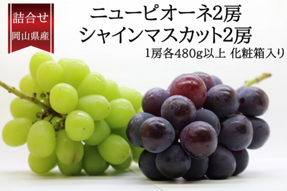 【ふるさと納税】ニューピオーネ 2房・シャインマスカット 晴王 2房 詰め合わせ セット 化粧箱入り ぶどう 葡萄 くだもの 果物 果実 フルーツ デザート ギフト 贈答 冷蔵 国産 岡山県 美咲町 送料無料 【2026年9月上旬～10月上旬迄発送予定】 サムネイル2