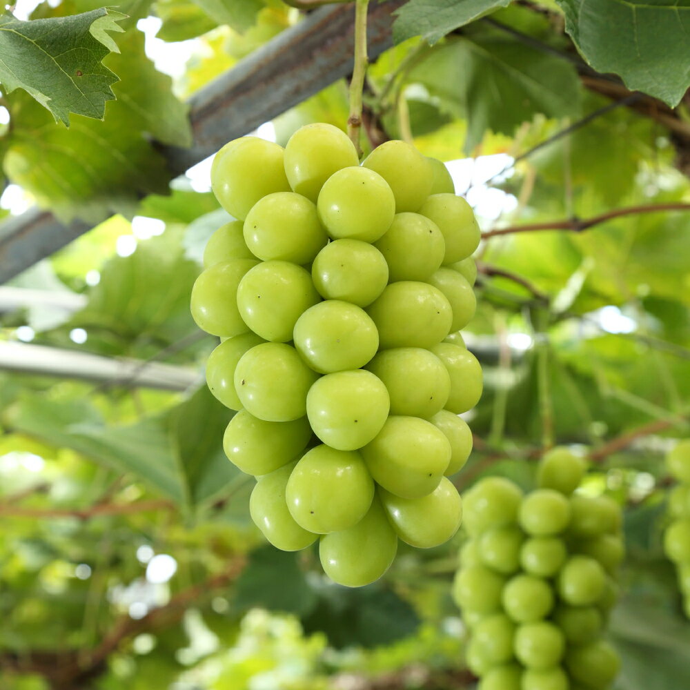 シャインマスカット 晴王 4房 1房480g以上 大粒 ぶどう ブドウ 葡萄 くだもの 果物 果実 フルーツ 冷蔵 国産 岡山県 美咲町 送料無料 【2026年8月下旬～10月下旬まで発送予定】