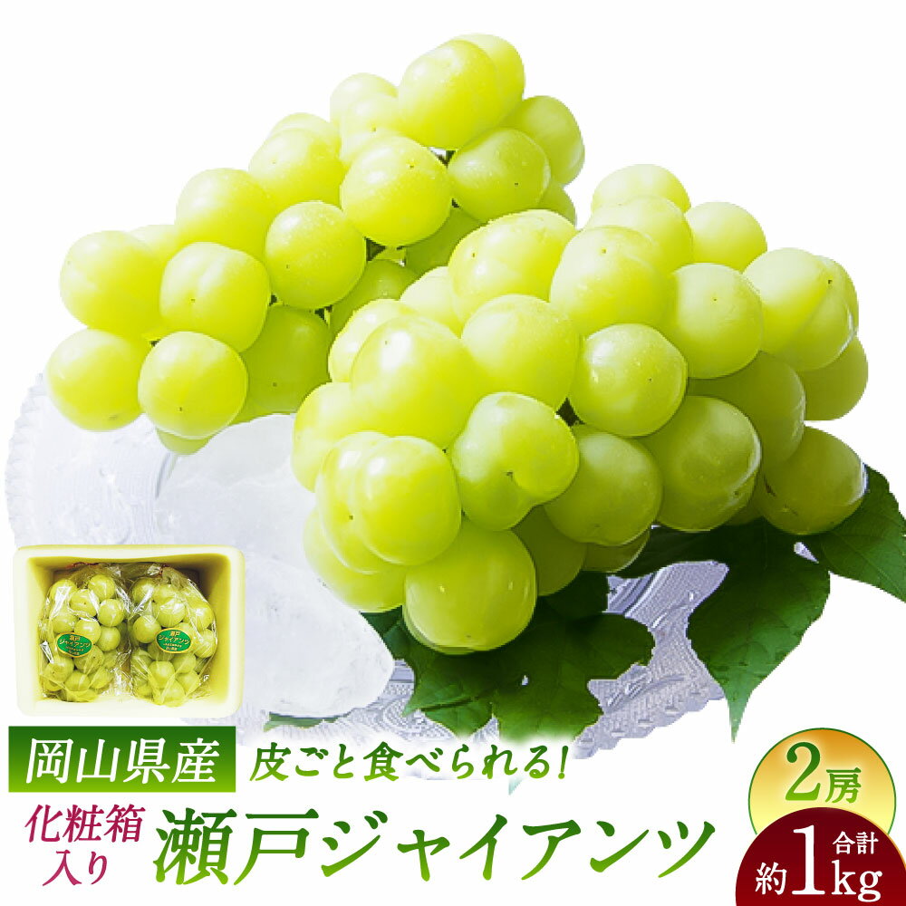 瀬戸ジャイアンツ 2房 1房480g以上 合計約1kg 化粧箱入り ぶどう ブドウ 葡萄 くだもの 果物 果実 フルーツ ギフト 贈答 冷蔵 国産 岡山県 美咲町 送料無料【2026年9月上旬～10月上旬まで発送予定】