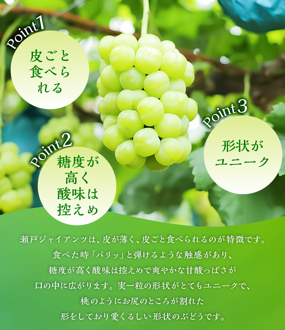 【ふるさと納税】瀬戸ジャイアンツ 2房 1房480g以上 合計約1kg 化粧箱入り ぶどう ブドウ 葡萄 くだもの 果物 果実 フルーツ ギフト 贈答 冷蔵 国産 岡山県 美咲町 送料無料【2026年9月上旬～10月上旬まで発送予定】 サムネイル3